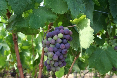 ヴィヴェラ “マルティネッラ”エトナ・ロッソ 2016 | イタリアワイン