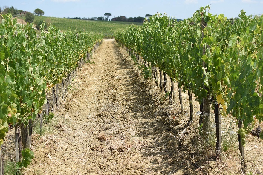 期間限定値下中 NEBULONI E. JAZZ BIANCO 39 ブルゴーニュ シャルドネ ルイ・シニャック 白 2022