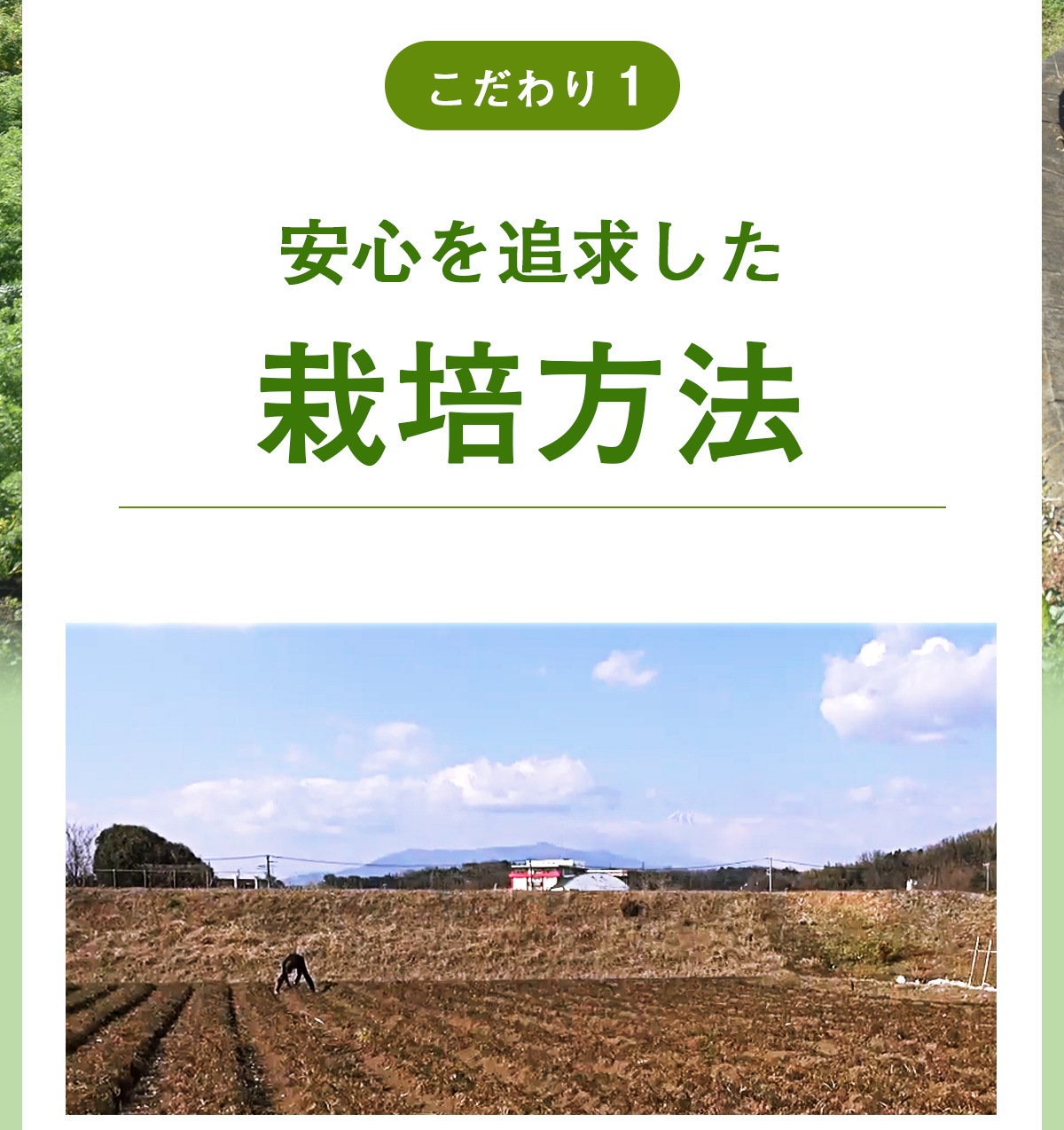 ���� �Ȥ��٤Ĥʿ�����ʤ��ͻ����塼����100ml��15�ѥå���1Ȣ