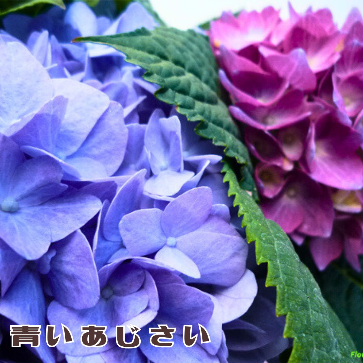 紫陽花　フリスビー　5寸鉢　ご確認画面 数量限定】紫陽花 あじさい タイニーガール 青 4.5号鉢 鉢植え
