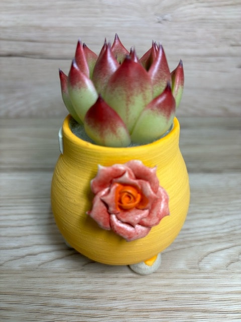 韓国鉢 | 韓国鉢 | Pink LeaF