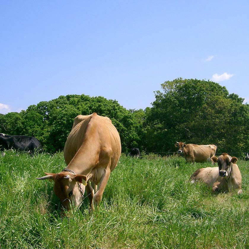 �ǥ�ޡ����Ҿ�ʡ��񡡵���1�ܡ��衼�����2�ܥ��åȡ�by���ǥ�ޡ����Ҿ�ʡ���