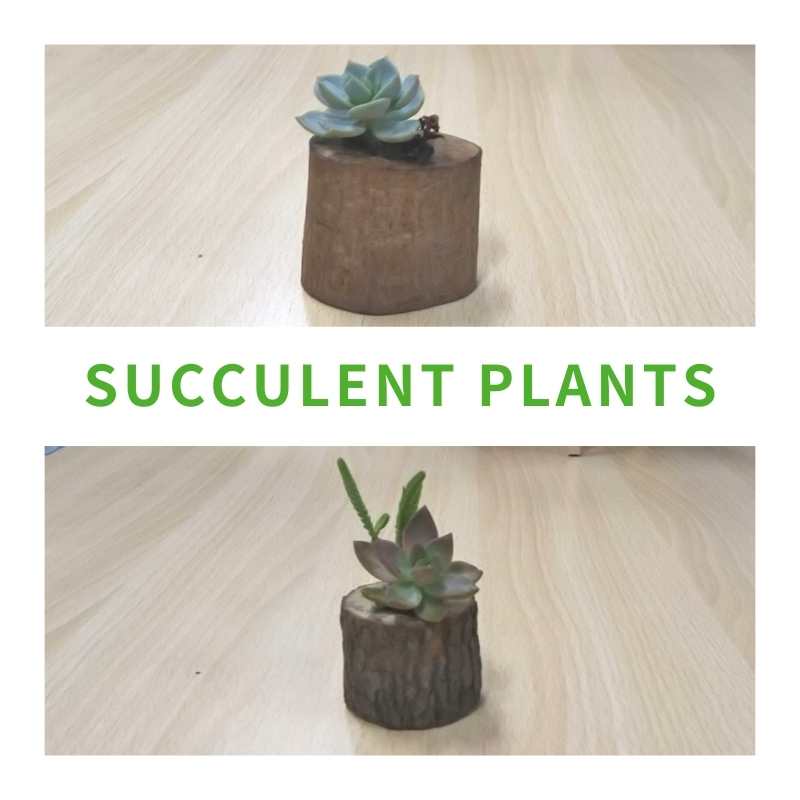 切り株 多肉植物用 3個セット By ガーデンクラフト 雨の木 障がい者福祉 を買物で応援する通販サイト Pippo Npo法人pippo