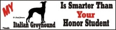 Honor Italian Greyhound����PMS00061��