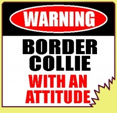 WARNIG��BORDER COLLIE����PMS00076��