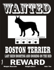WANTED BOSTON TERRIER����PMP00031��