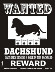 WANTED�� DACHSHUND����PMP00029��