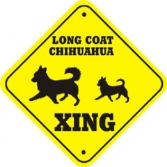 XING CHIHUAHUA LONG COATPMP00054
