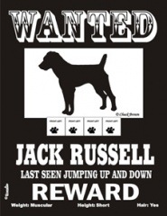 WANTED JACK RUSSELLPMP00028