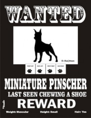 WANTED MINIATURE PINSCHER����PMP00032��