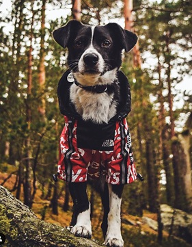 Windbreaker Black#4 PMW00020