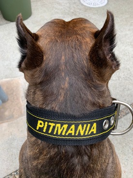 GOODBLESS Nylon Collar PITMANIAPMC00087