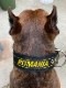 GOODBLESS Nylon Collar PITMANIAPMC00087