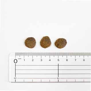 �ڥåȥ������  ���꡼��ӡ��եȥ饤�� ��PMN0001��