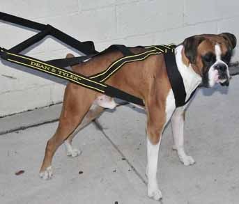 �������ȥץ�ϡ��ͥ�����PMJ00012��