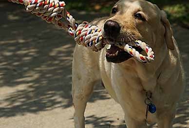 Big Cotton Rope Toy #1PME00042