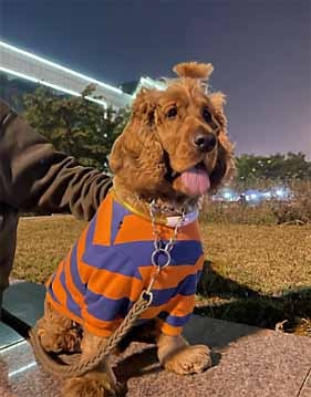 �ܡ������ԥ���� ��PMW00022��