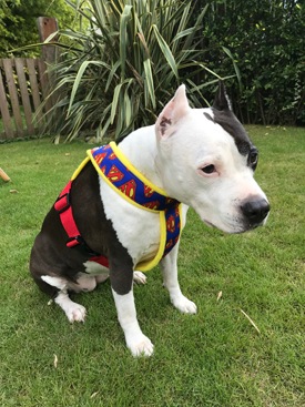 Fleece Harness S��PMC00083��