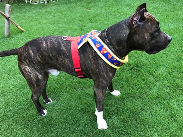 Fleece Harness S��PMC00083��