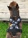 Fleece Harness R��PMC00084��