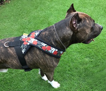 Fleece Harness �������PMC00085��