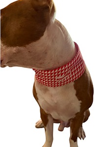 Cool Collar #2��PMK00017��