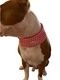 Cool Collar #2��PMK00017��