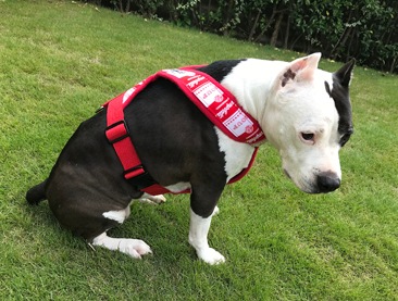 Fleece Harness soupred��PMC00088��