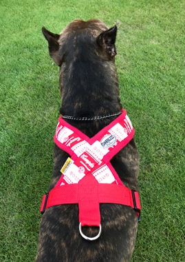 Fleece Harness soupred��PMC00088��