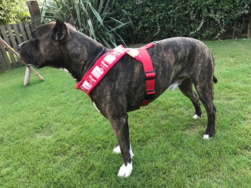 Fleece Harness soupred��PMC00088��