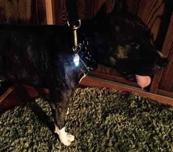 LED Light �����ۥ��������PMK00009��