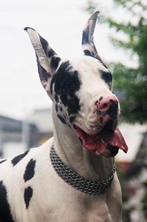 Sprenger ChokeChains4Ϣ 51195PMC00033