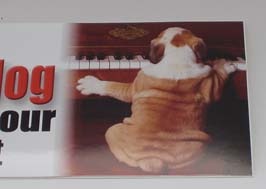 Honor Engligh Bulldog2PMS00045