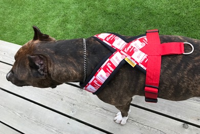 Fleece Harness soupblack��PMC00087��