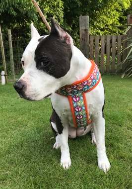 Fleece Harness peace��PMC00090��