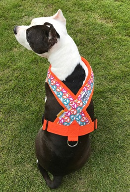 Fleece Harness peace��PMC00090��