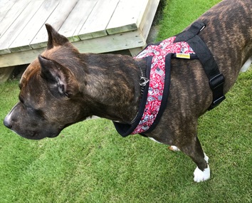 Fleece Harness biker��PMC00086��