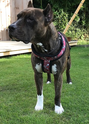 Fleece Harness biker��PMC00086��