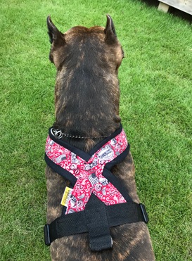 Fleece Harness biker��PMC00086��