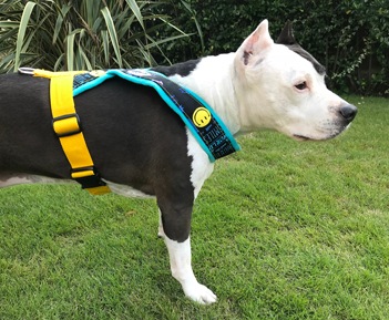 Fleece Harness smilePMC00091