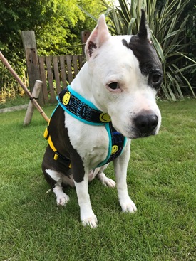 Fleece Harness smilePMC00091