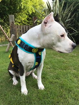 Fleece Harness smilePMC00091
