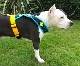 Fleece Harness smilePMC00091
