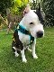 Fleece Harness smilePMC00091