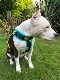 Fleece Harness smilePMC00091