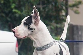 Sprenger ChokeChains4Ϣ 51195PMC00033