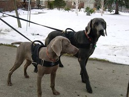 Extra Strong Nylon Harness ��PMC00047��