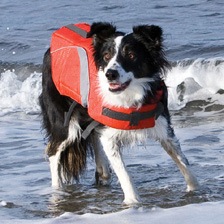 Canine Lifejacket PMK00006