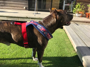 Fleece Harness USA��PMC00092��