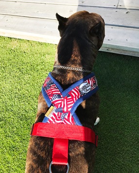 Fleece Harness USA��PMC00092��